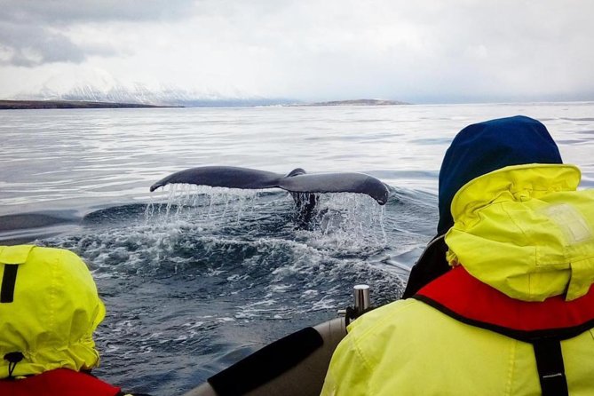 RIB boat express: Whales, Eyjafjord and Akureyri - Fitting It Into a Day in Akureyri