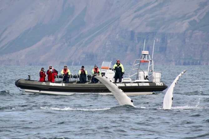 RIB boat express: Whales, Eyjafjord and Akureyri - Who Should Book This RIB Tour?