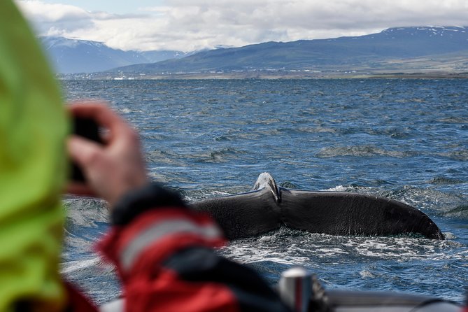 RIB boat express: Whales, Eyjafjord and Akureyri - Why the Small Boat Matters