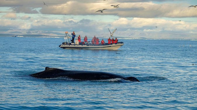 RIB Whale Watching Small-Group Boat Tour from Reykjavik - Is $208.09 a fair price?