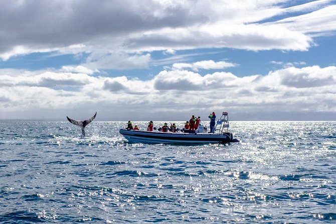 RIB Whale Watching Small-Group Boat Tour from Reykjavik - Who should book this RIB tour?