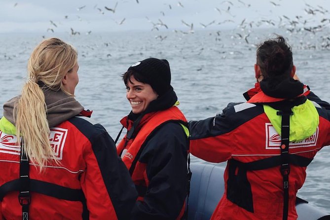 RIB Whale Watching Small-Group Boat Tour from Reykjavik - Akurey and the puffin islands from May to August