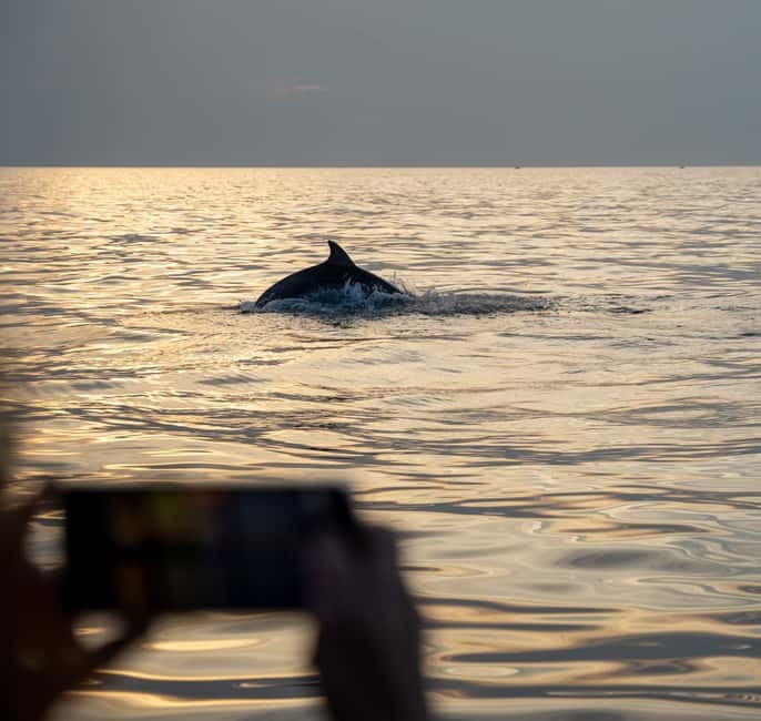 Rovinj: Dolphin Watching Sunset Speedboat Tour with Drinks - What to pack, and who should think twice