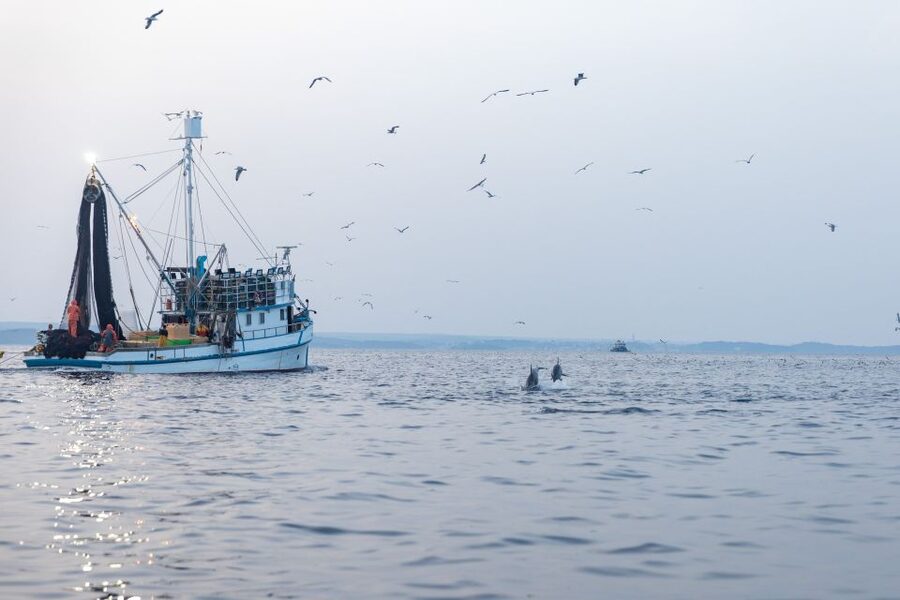 Rovinj: Sunrise Dolphins & Fishermen at Work Speedboat Tour - Should you book it?