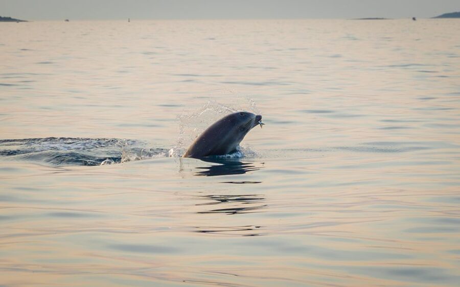 Rovinj: Sunrise Dolphins & Fishermen at Work Speedboat Tour - Watching fishermen pull in the nets