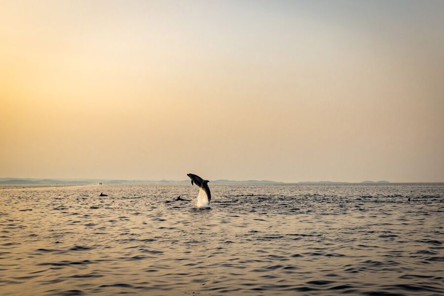 Rovinj: Sunrise Dolphins & Fishermen at Work Speedboat Tour - Cruising back toward Rovinj’s old town