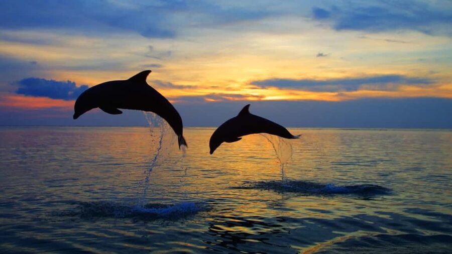 Rovinj: Sunset Speedboat Tour with Dolphin Watching - Seeing Rovinj From the Adriatic