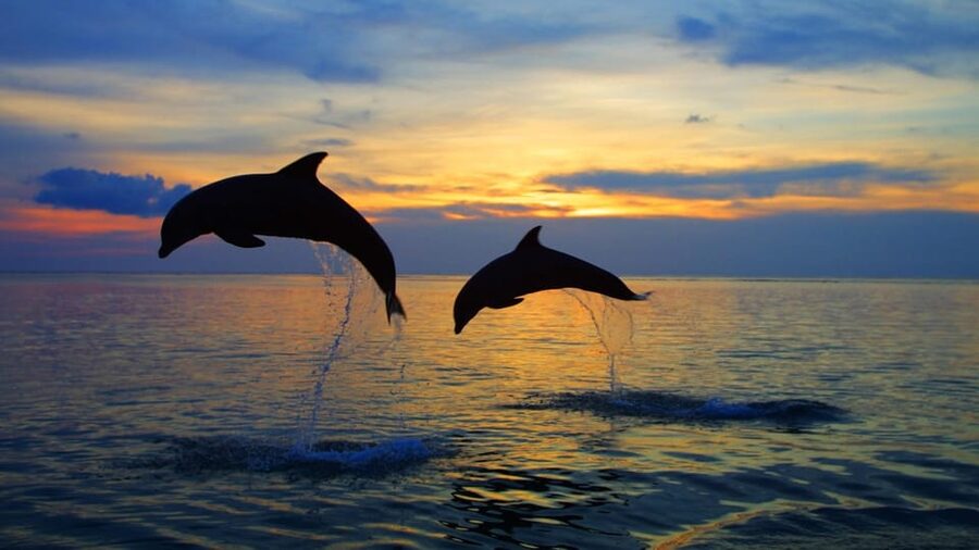 Rovinj: Sunset Speedboat Tour with Dolphin Watching - Who Will Enjoy This Boat Trip Most