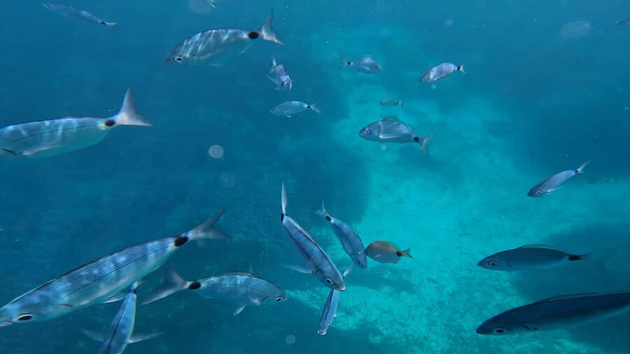 Salou: Private Zodiac Boat Trip Through the Coves of Salou - FAQ