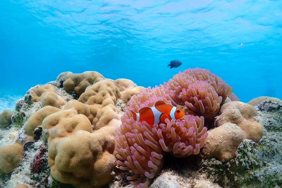Samaesarn : Finding Nemo Snorkeling Tour Private speedboat - Why Samaesarn works for a short snorkeling trip
