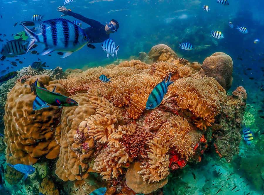 Samaesarn : Finding Nemo Snorkeling Tour Private speedboat - Who will get the most from this boat trip