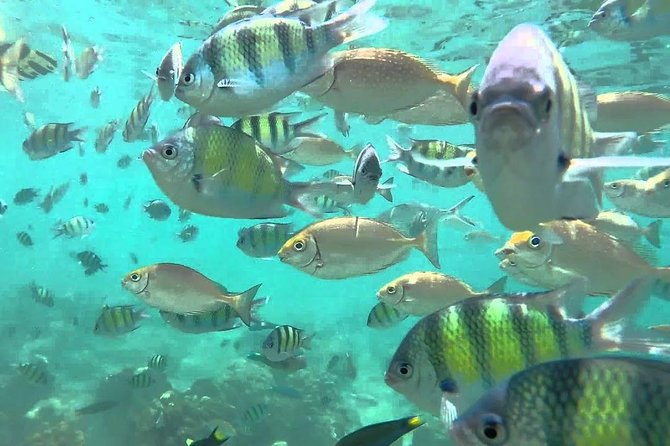 Samui Boat Charter, Private Speedboat Charter, Angthong National Marine Park - The emerald lake and lookout point