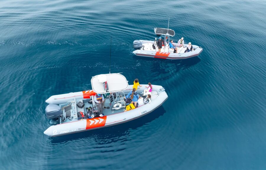 San Diego: Whale and Dolphin Watching Speedboat Tour - Key points to know before you book