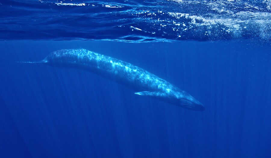 San Diego: Whale and Dolphin Watching Speedboat Tour - Should you book this six-passenger tour?