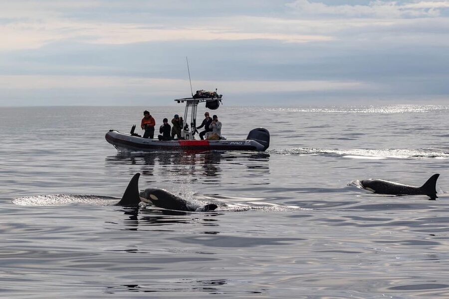 San Diego: Whale and Dolphin Watching Speedboat Tour - Why the six-passenger Zodiac changes the outing