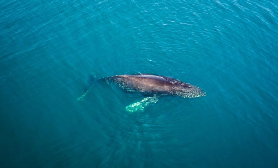 San Diego: Whale and Dolphin Watching Speedboat Tour - What the seasons mean for whale sightings