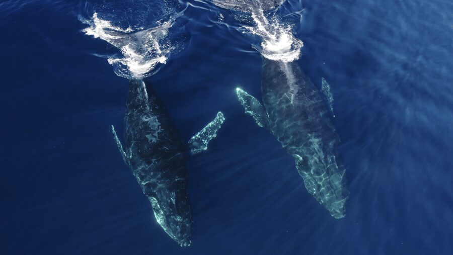 San Diego: Whale and Dolphin Watching Speedboat Tour - The real value of $188