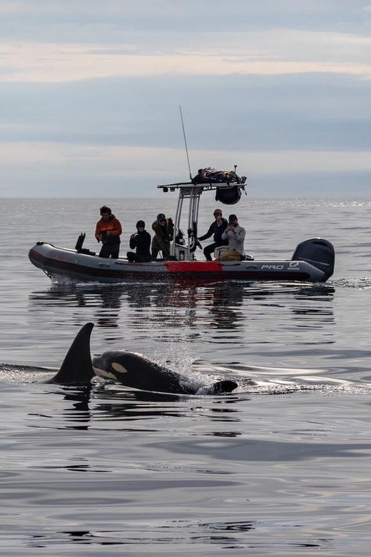 San Diego: Whale and Dolphin Watching Speedboat Tour - Comfort, safety, and the ride itself