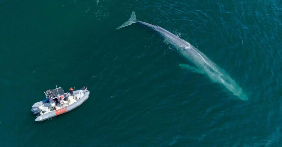 San Diego: Whale and Dolphin Watching Speedboat Tour - Who will enjoy this San Diego whale tour?