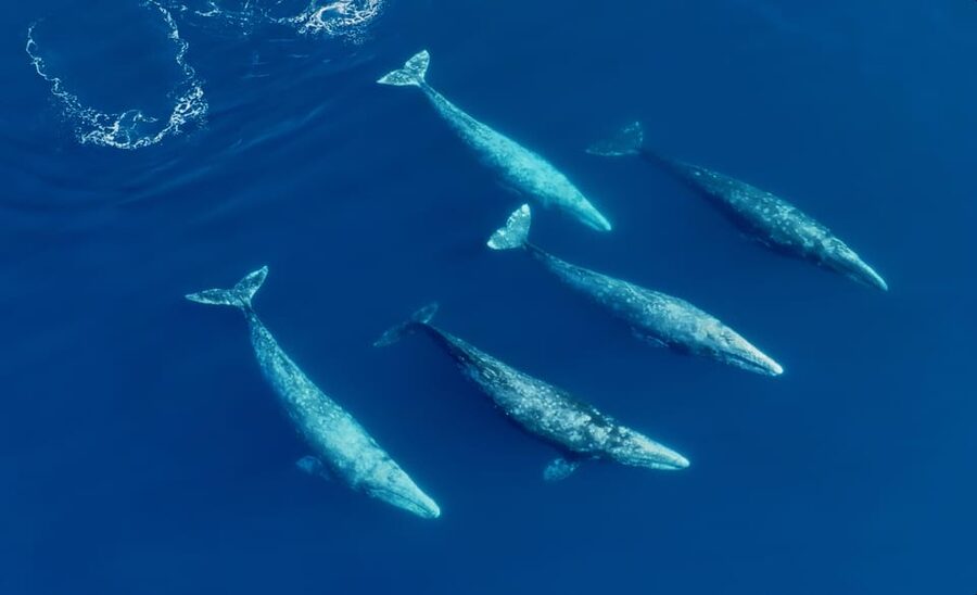 San Diego: Whale and Dolphin Watching Speedboat Tour - Leaving Seaforth Marina with room to move