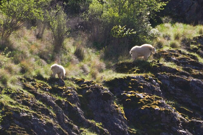 Scenic Jet Boat Tour through Hells Canyon - Historic ranches and early-settler stories