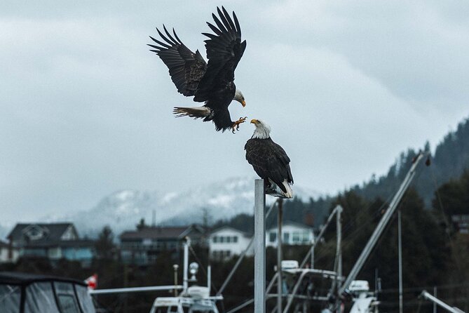 Sea Prince Rupert City and Harbour Shared Zodiac Tour - Metlakatla Pass and Indigenous history