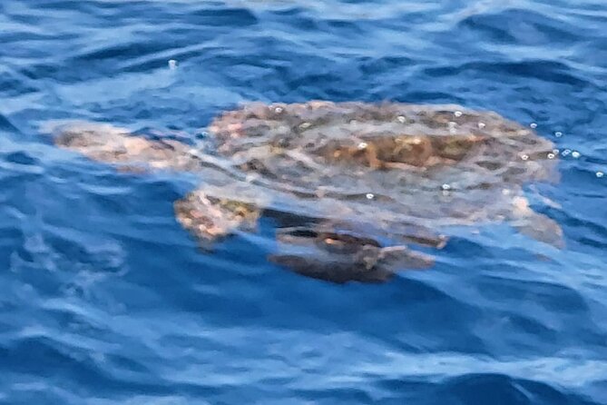 SEA SAFARI Dolphins, Whales, 3h speedboat DISCOVERY-TOUR - Sandwiches, drinks, and the real value of $78.10