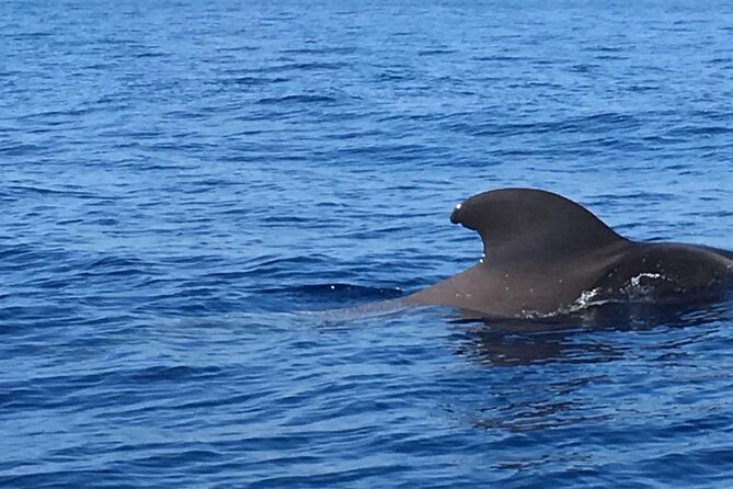 SEA SAFARI Dolphins, Whales, 3h speedboat DISCOVERY-TOUR - Who will enjoy this Puerto Colón outing