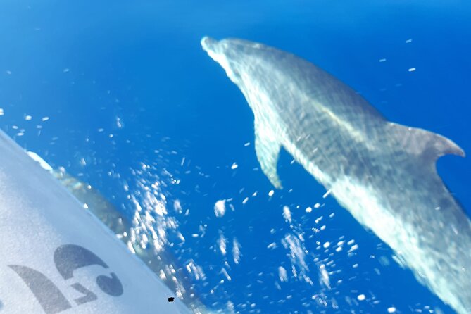 SEA SAFARI, Dolphins, Whales, snorkeling, snack and drink, 2 h speedboat - What the Snack and Drink Add