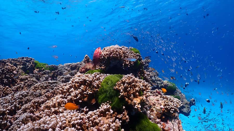 SIMILAN ISLAND BY SPEED BOAT FROM PHUKET - A fast boat ride to Islands 5 and 6