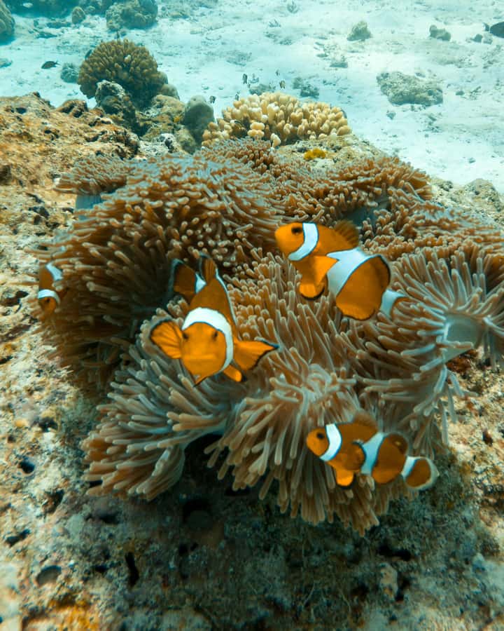 SIMILAN ISLAND BY SPEED BOAT FROM PHUKET - The return boat, snacks, and ride back to Phuket