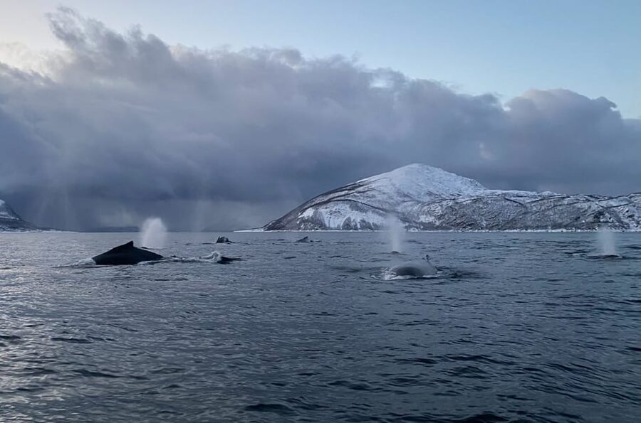 Skjervøy: Whale and Orca Watching Tour by RIB Boat - Key points to know before you book