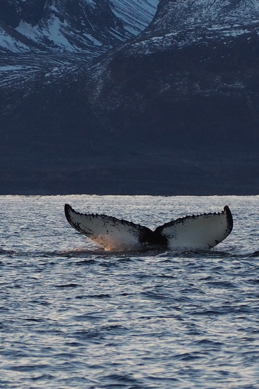 Skjervøy: Whale and Orca Watching Tour by RIB Boat - Should you book the Skjervøy RIB tour?