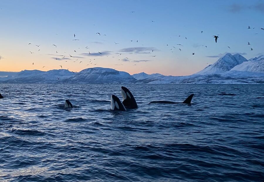 Skjervøy: Whale and Orca Watching Tour by RIB Boat - Meeting Explore 70 Degrees in central Skjervøy