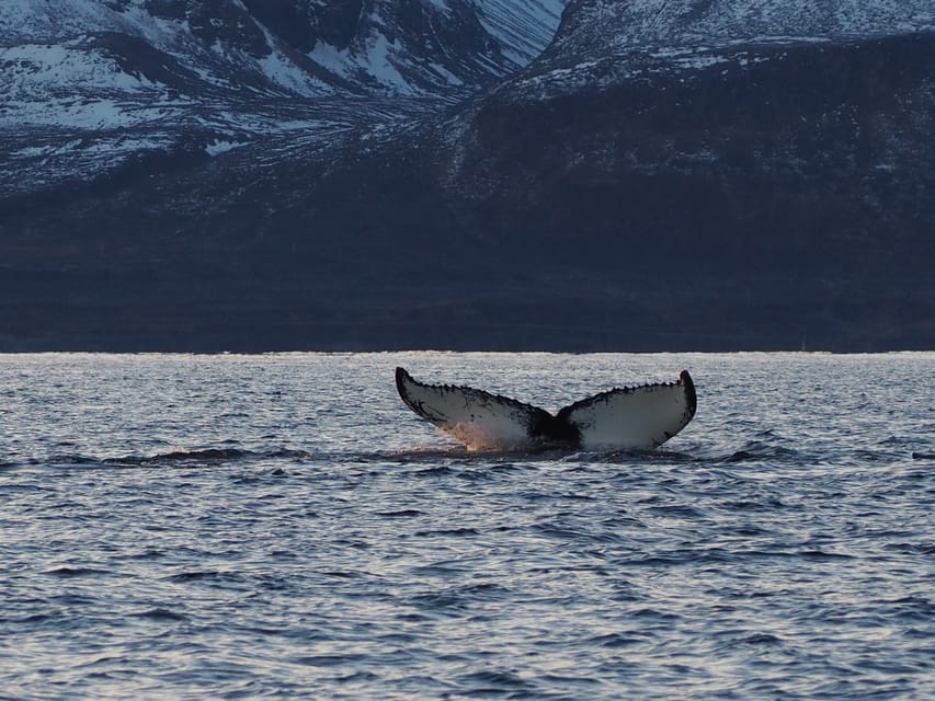 Skjervøy: Whale and Orca Watching Tour by RIB Boat - Three hours searching the Arctic coastline