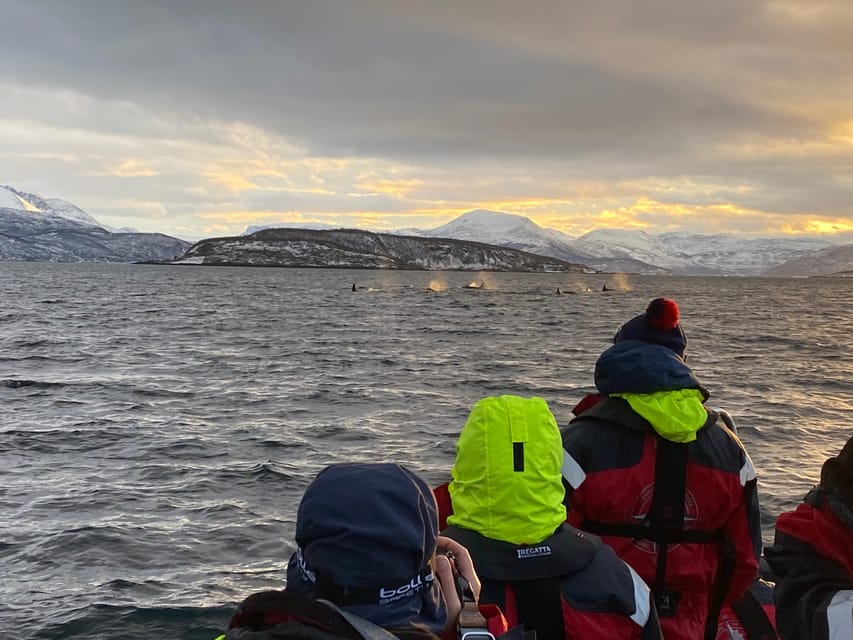 Skjervøy: Whale and Orca Watching Tour by RIB Boat - The four whale species on the search list