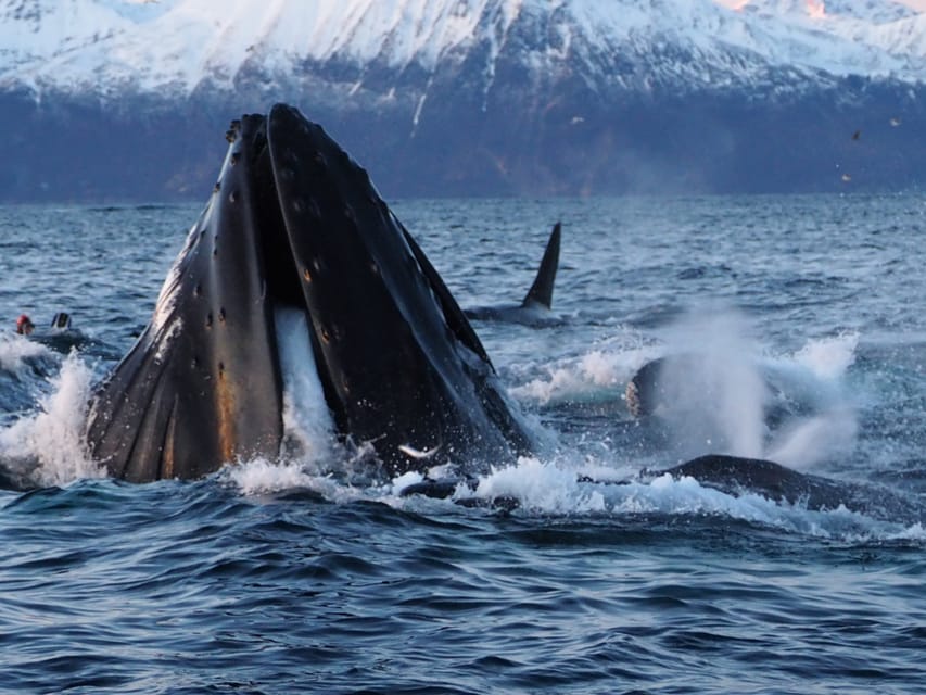 Skjervøy: Whale and Orca Watching Tour by RIB Boat - What a whale encounter may feel like from the RIB