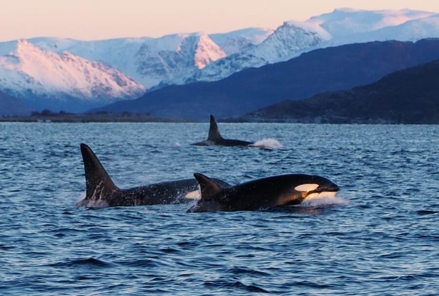 Skjervøy: Whale and Orca Watching Tour by RIB Boat - Is $240 a fair price for three hours?