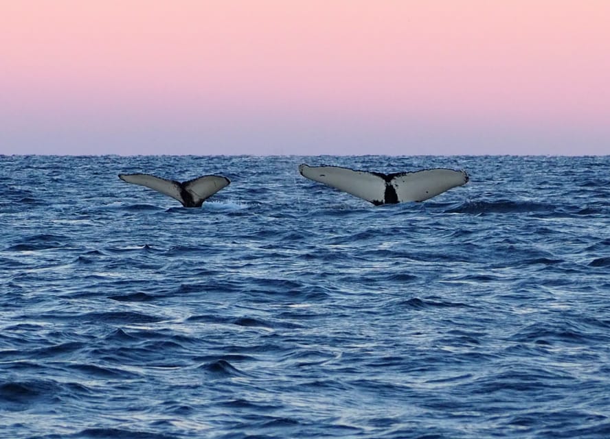 Skjervøy: Whale and Orca Watching Tour by RIB Boat - Who will enjoy this Skjervøy whale tour?