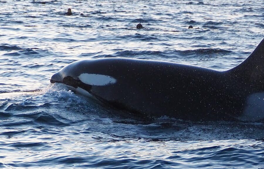 Skjervøy: Whale and Orca Watching Tour by RIB Boat - Practical booking advice for the best chance of a good day