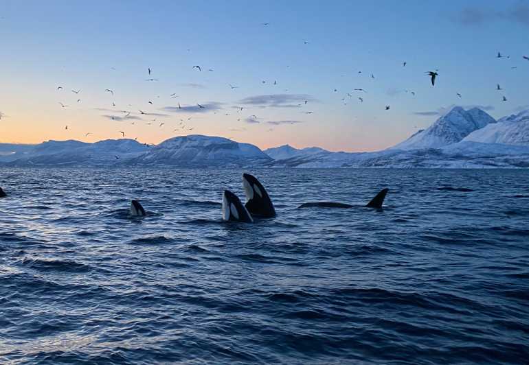Skjervøy: Whale and Orca Watching Tour by RIB Boat - Thermal suits, goggles, and the cold-water reality