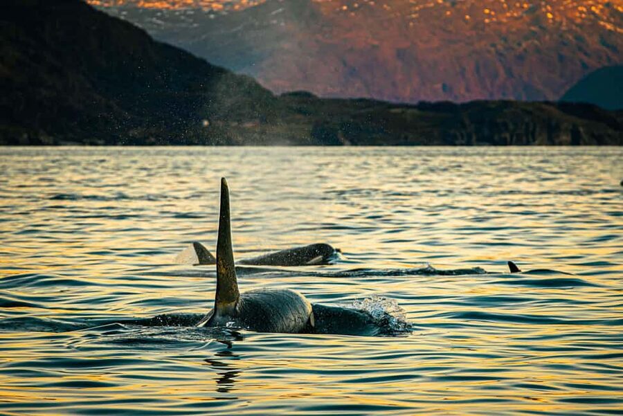 Skjervøy: Whale Watching with RIB Boat and Local Guide - Key points to know before you book