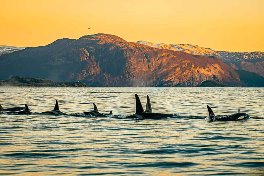 Skjervøy: Whale Watching with RIB Boat and Local Guide - Why Skjervøy is now a strong whale-watching base