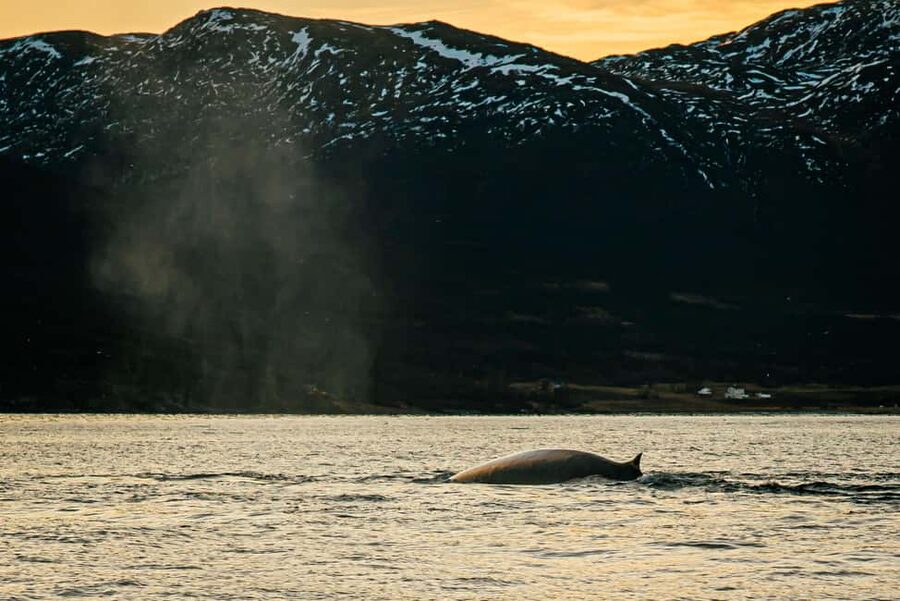 Skjervøy: Whale Watching with RIB Boat and Local Guide - From harbor to open water