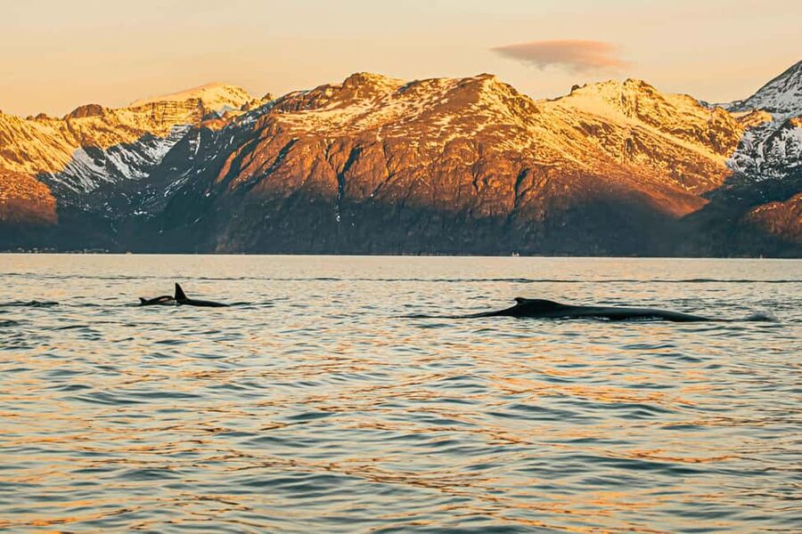 Skjervøy: Whale Watching with RIB Boat and Local Guide - Viktor’s guiding style and whale etiquette