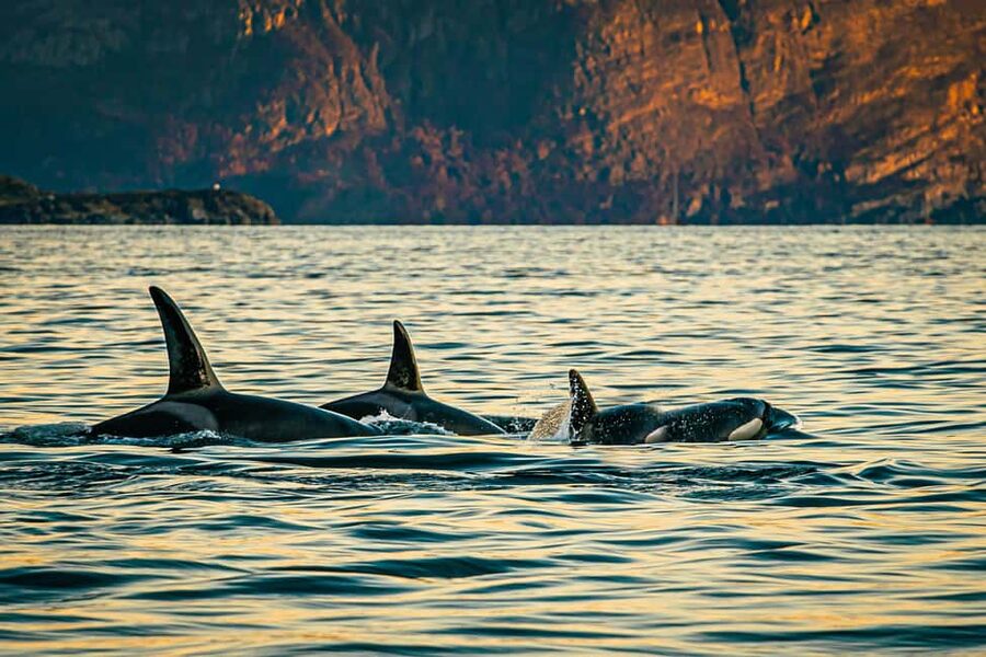 Skjervøy: Whale Watching with RIB Boat and Local Guide - Meeting at Strandveien 96