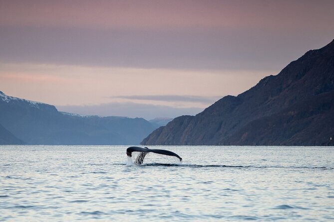 Small Group Whale Watching by RIB - Key points to know before you book
