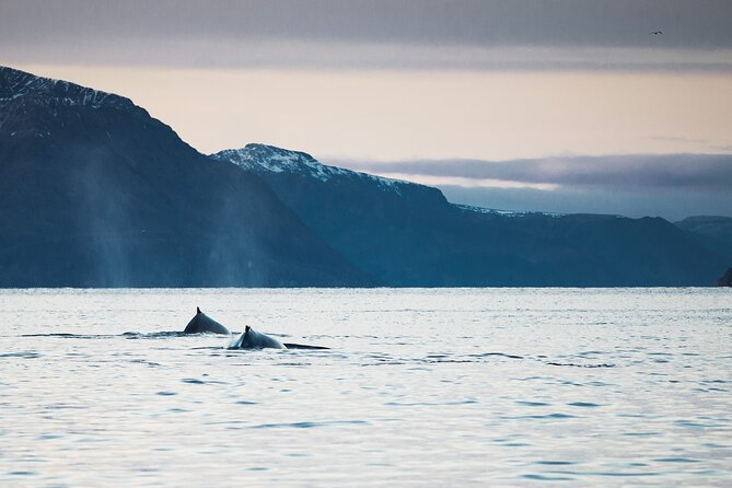 Small Group Whale Watching by RIB - Guides who make the difference