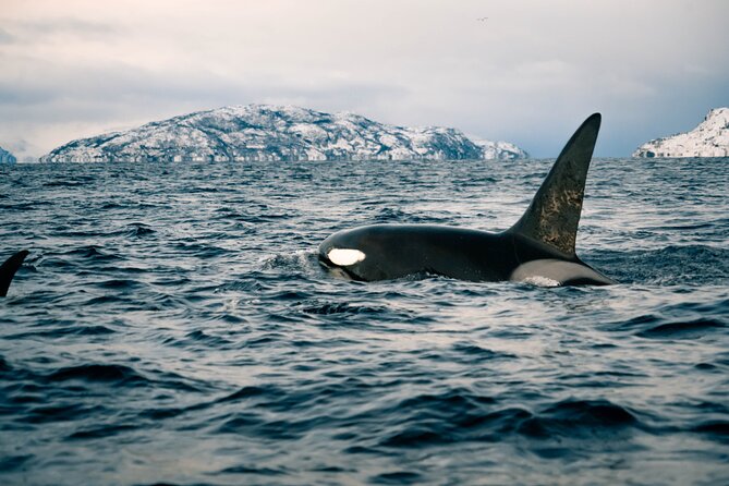 Small Group Whale Watching by RIB - What two hours on a RIB feels like