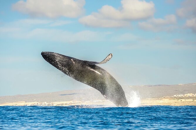 Small-Group Whale Watching Zodiac Boat Cruise in Cabo San Lucas - A fast route from Cabo Marina to the whales